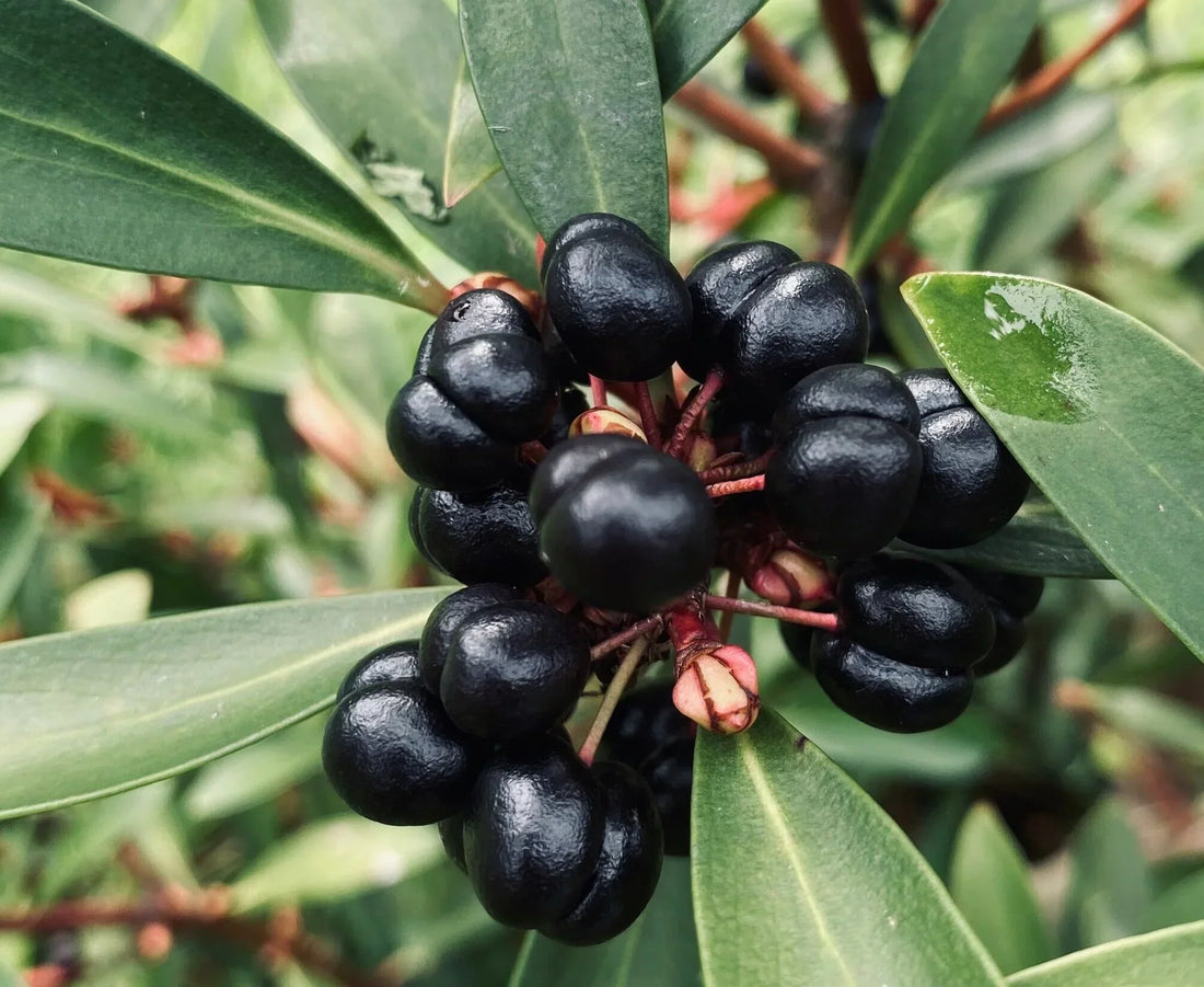 Tasmanian Pepperberry