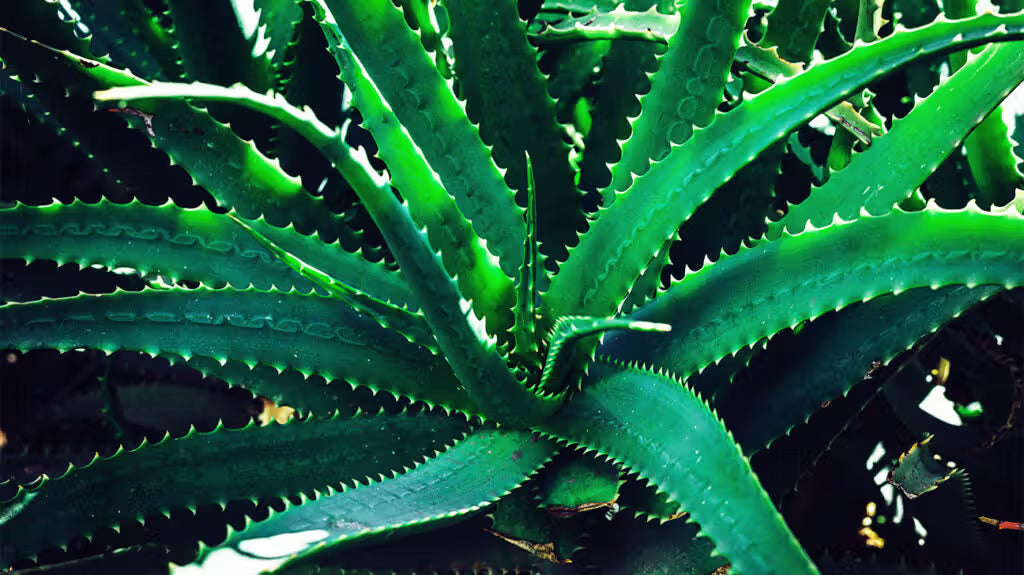 Aloe Vera&nbsp;